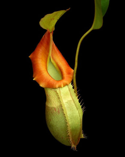 Nepenthes veitchii x (burbidgeae x edwardsiana)   BE-4053  Different Clones