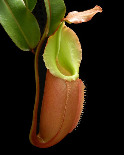 Nepenthes veitchii x (burbidgeae x edwardsiana)   BE-4053