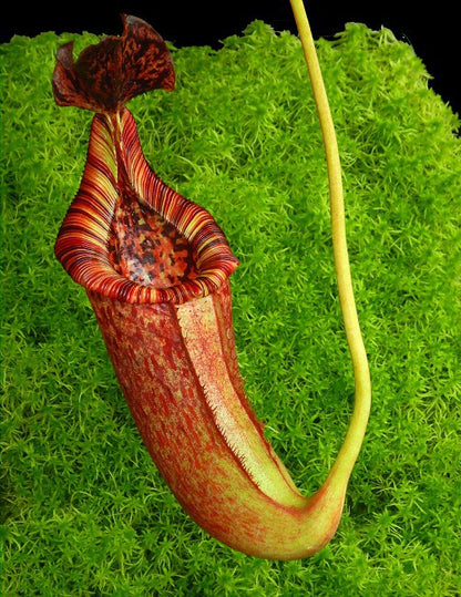 Nepenthes "Trusmadiensis" x burbidgeae  BE-4054 Assorted Clones