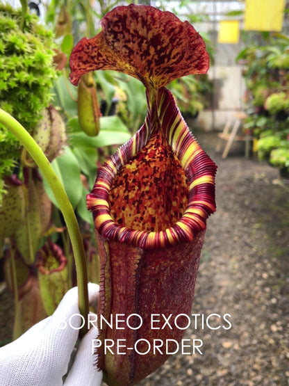 Nepenthes "Trusmadiensis" x burbidgeae  BE-4054 Assorted Clones