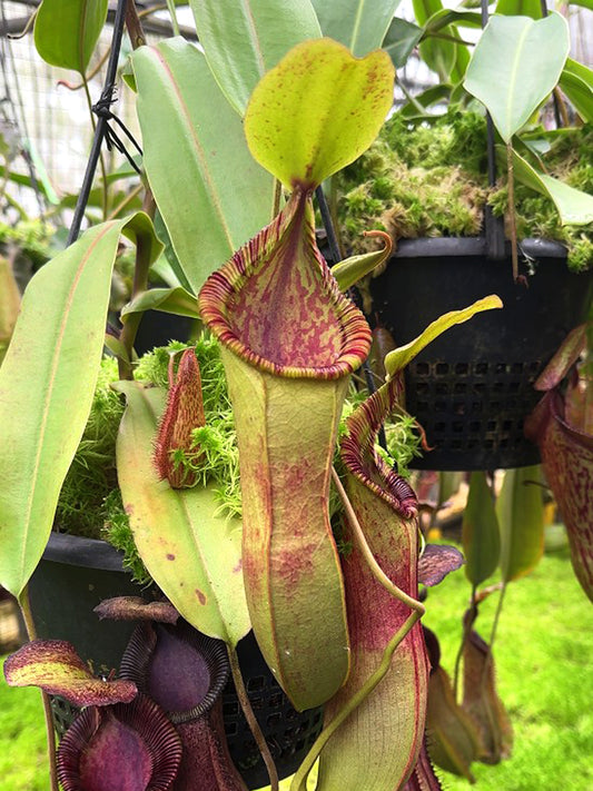Nepenthes hamata"Tambusisi" x (Veitchii x lowii)  BE-4057