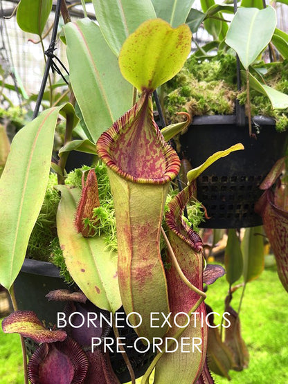 Nepenthes hamata"Tambusisi" x (Veitchii x lowii)  BE-4057