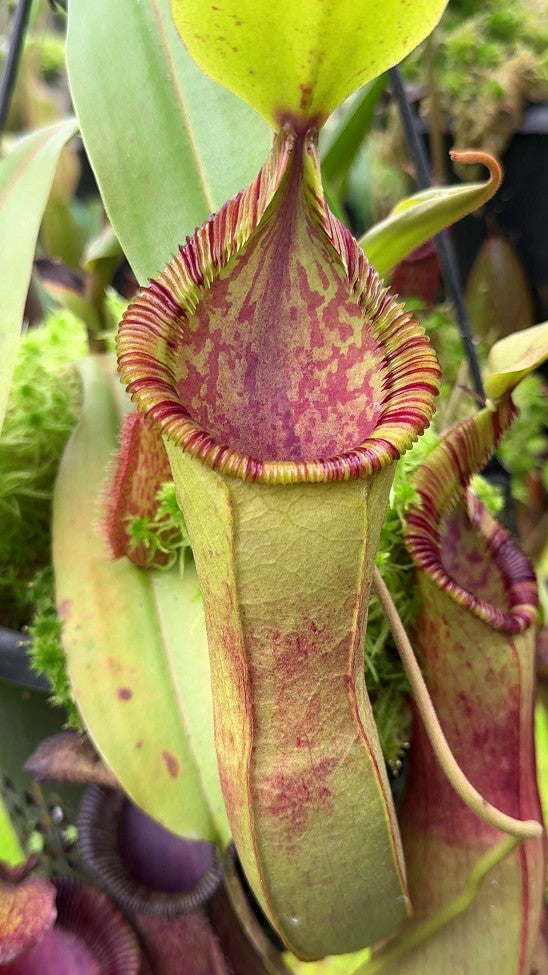 Nepenthes hamata"Tambusisi" x (Veitchii x lowii)  BE-4057