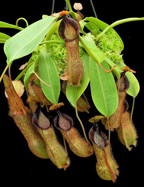 Nepenthes hamata"Tambusisi" x (Veitchii x lowii)  BE-4057
