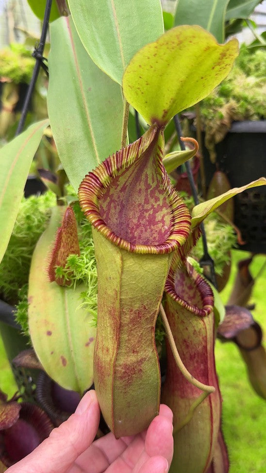 Nepenthes hamata"Tambusisi" x (Veitchii x lowii)  BE-4057