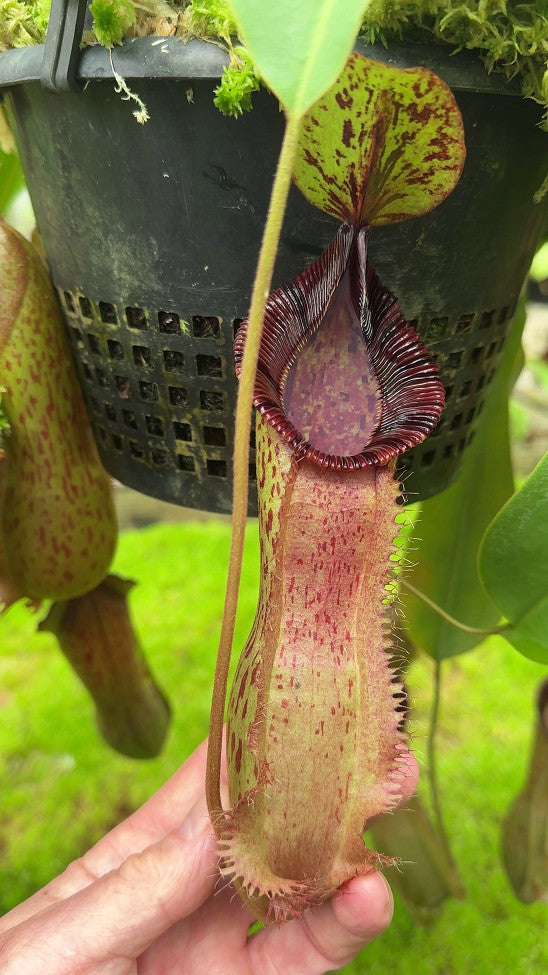 Nepenthes hamata"Tambusisi" x (Veitchii x lowii)  BE-4057