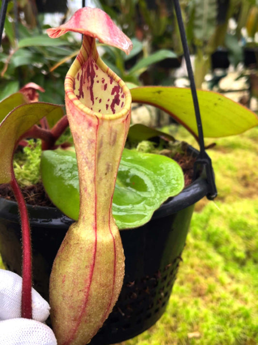 Nepenthes clipeata BE-4058