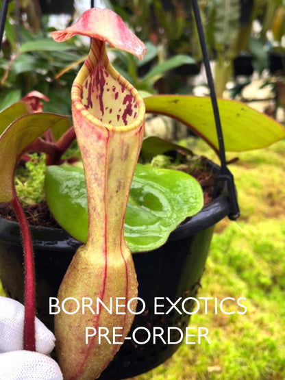 Nepenthes clipeata  BE-4058