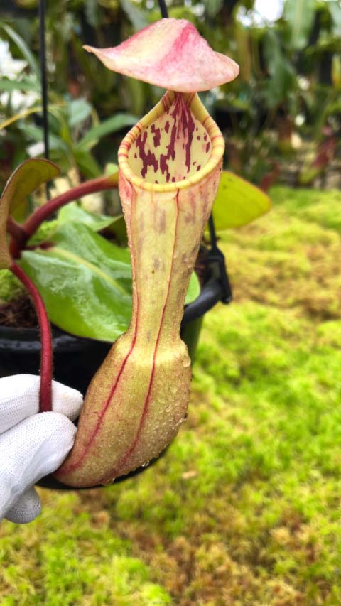 Nepenthes clipeata  BE-4058