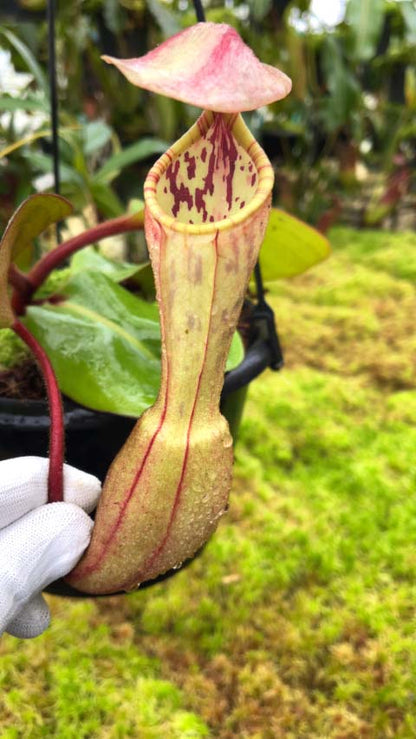 Nepenthes clipeata  BE-4058