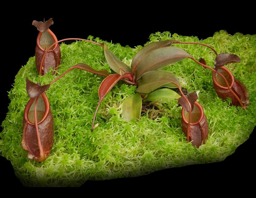Nepenthes gymnamphora Talakmau  BE-4059