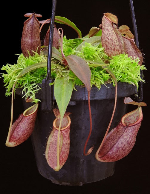 Nepenthes gymnamphora Talakmau  BE-4059