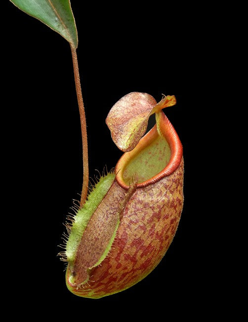 Nepenthes gymnamphora Talakmau  BE-4059