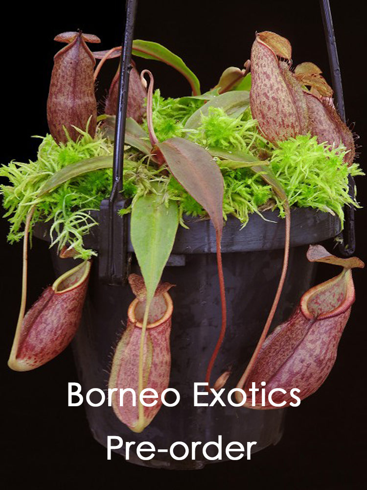 Nepenthes gymnamphora Talakmau  BE-4059