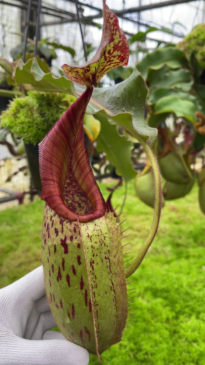 Nepenthes veitchii "Bario" x maxima "Wavy leaf"  BE-4061