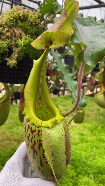 Nepenthes veitchii "Bario" x maxima "Wavy leaf"  BE-4061