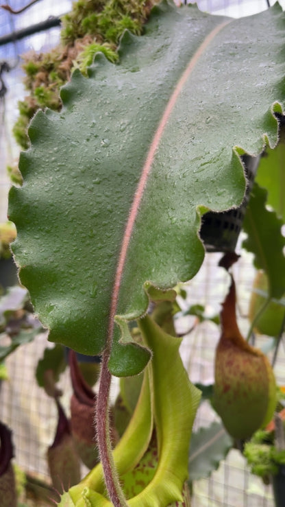 Nepenthes veitchii "Bario" x maxima "Wavy leaf"  BE-4061