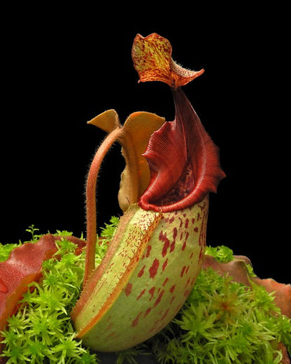 Nepenthes veitchii "Bario" x maxima "Wavy leaf"  BE-4061