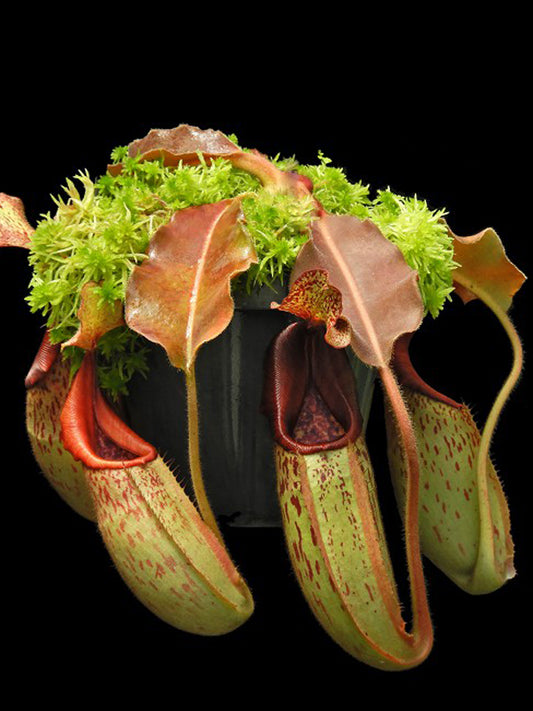 Nepenthes veitchii "Bario" x maxima "Wavy leaf" BE-4061