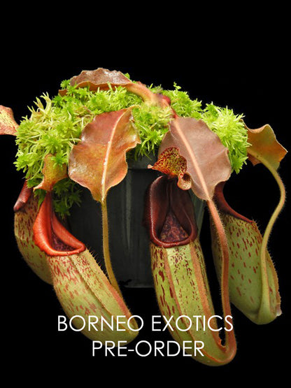 Nepenthes veitchii "Bario" x maxima "Wavy leaf"  BE-4061