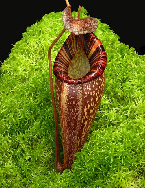 Nepenthes talangensis x spectabilis BE-4063