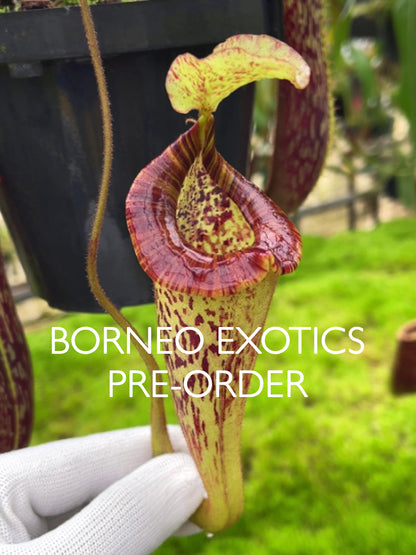 Nepenthes platychila BE-4065 Verschiedene Klone