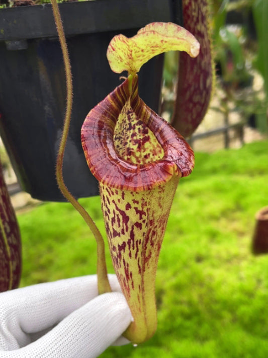 Nepenthes platychila BE-4065 Assorted Clones