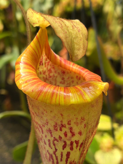 Nepenthes platychila BE-4065 Verschiedene Klone