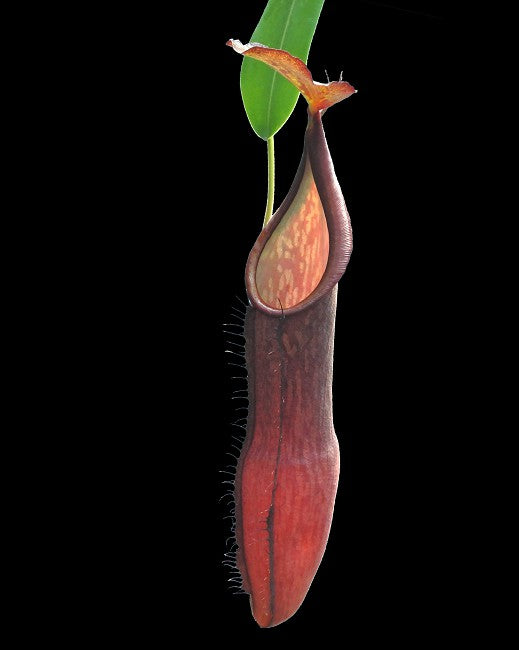 Nepenthes sanguinea  BE-4066