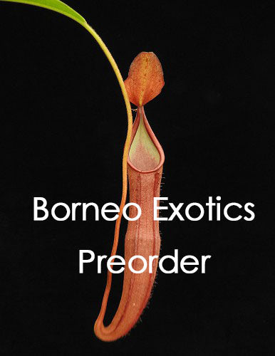 Nepenthes sanguinea  BE-4066