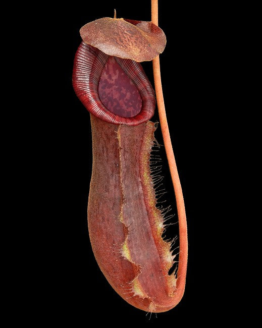 N. x boschiana x lowii BE-4067