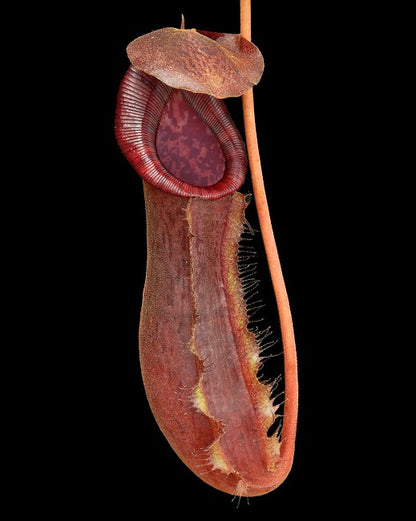 N. x boschiana x lowii BE-4067