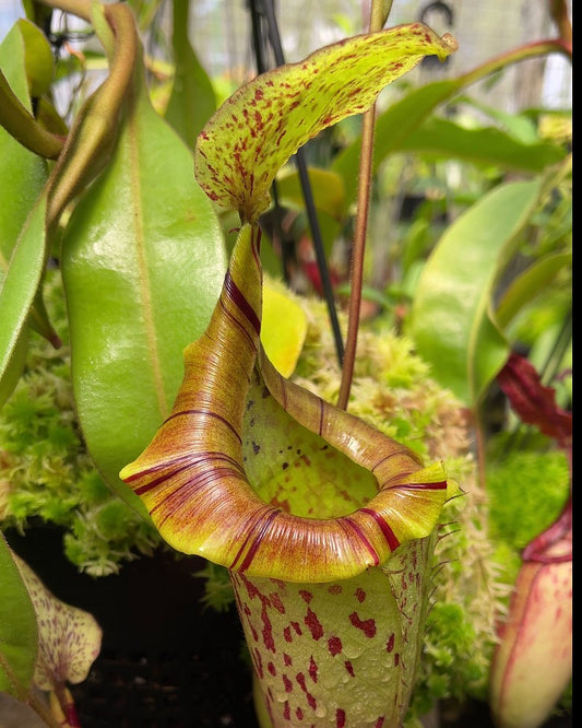 Nepenthes (veitchii x platychila) x platychila  BE-4072