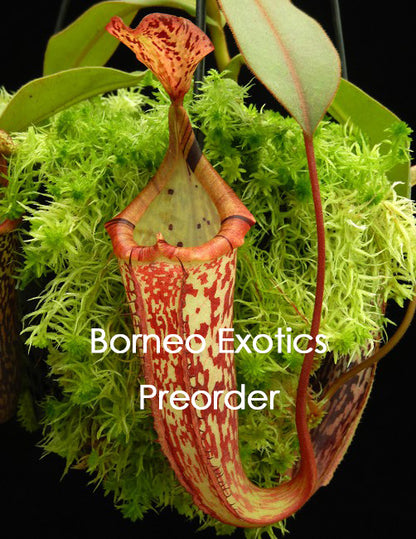 Nepenthes (veitchii x platychila) x platychila BE-4072