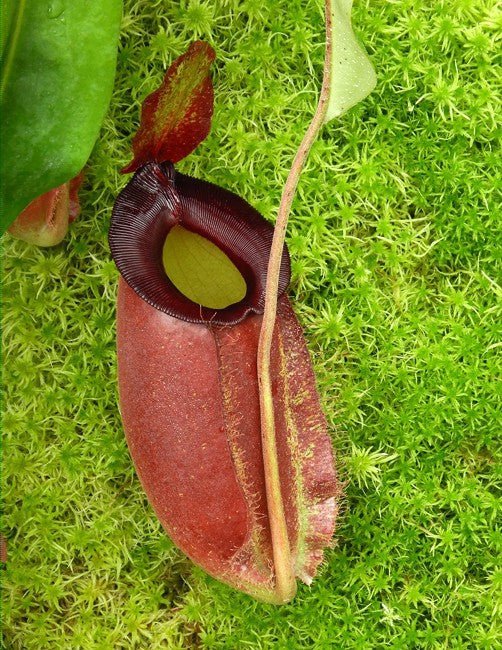 Nepenthes spathulata x ampullaria "Solid Red" BE-4073
