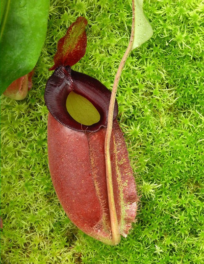 Nepenthes spathulata x ampullaria "Solid Red" BE-4073
