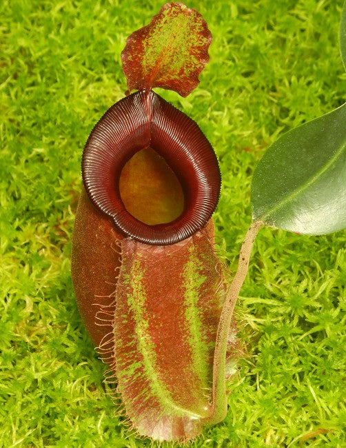 Nepenthes spathulata x ampullaria "Solid Red" BE-4073