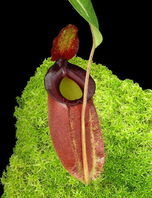 Nepenthes spathulata x ampullaria "Solid Red" BE-4073