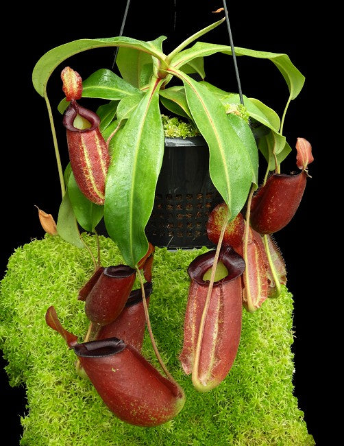 Nepenthes spathulata x ampullaria "Solid Red" BE-4073