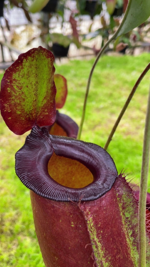 Nepenthes spathulata x ampullaria "Solid Red" BE-4073