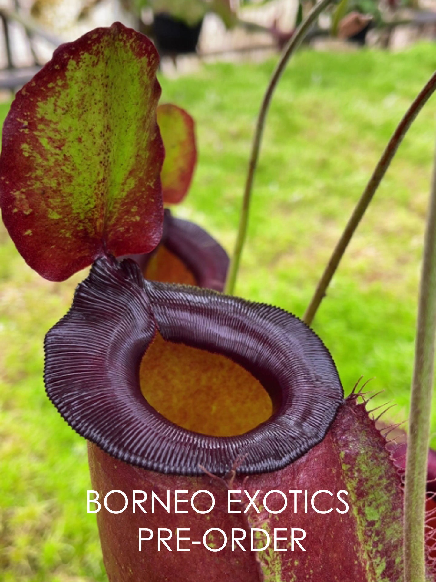 Nepenthes spathulata x ampullaria "Solid Red" BE-4073