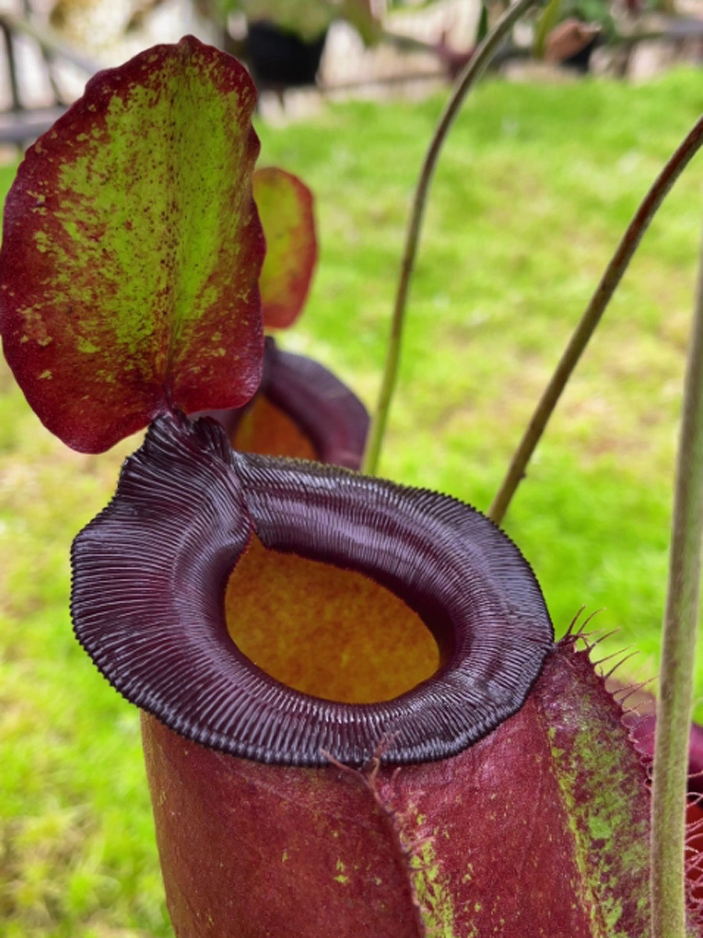 Nepenthes spathulata x ampullaria "Solid Red" BE-4073