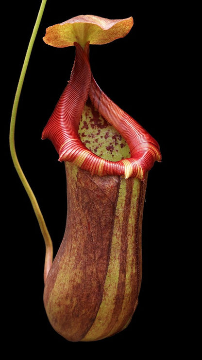Nepenthes robcantleyi x ventricosa  BE-4074