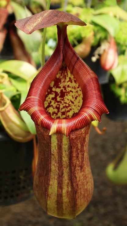 Nepenthes robcantleyi x ventricosa  BE-4074