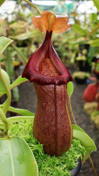 Nepenthes robcantleyi x ventricosa  BE-4074