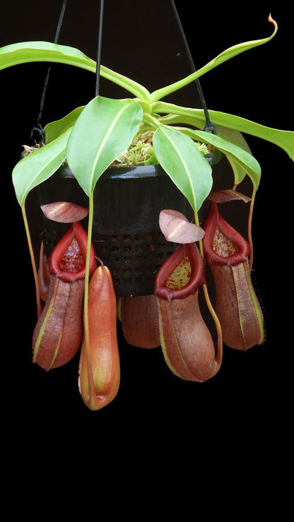 Nepenthes robcantleyi x ventricosa  BE-4074