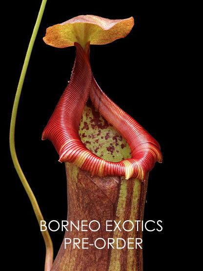 Nepenthes robcantleyi x ventricosa  BE-4074