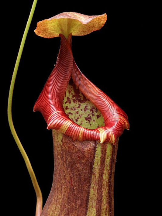 Nepenthes robcantleyi x ventricosa  BE-4074
