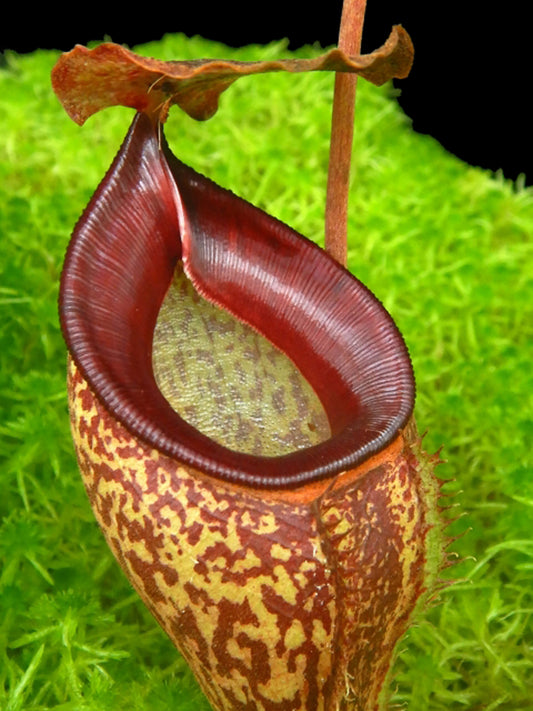 Nepenthes talangensis BE-4075