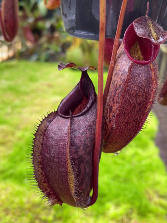 Nepenthes densiflora x aristolochioides BE-4076
